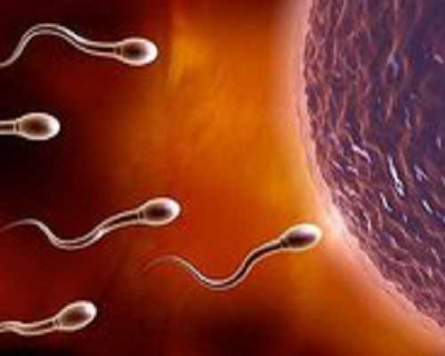 试管精子选择标准