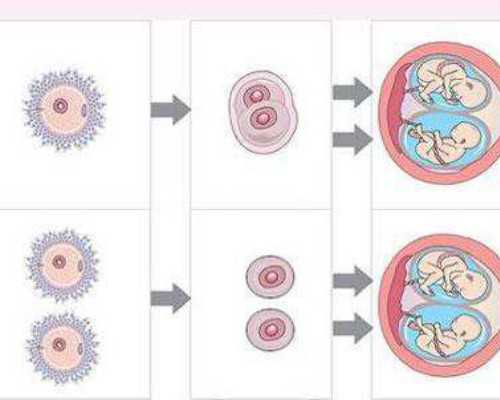 精子活力提升食物