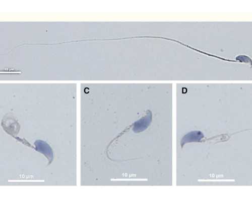 从北京供卵试管到四代试管：辅助生殖技术的发展历程与未来趋势