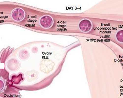 北京借卵自怀价格,试管婴儿咨询北京家圆多少钱