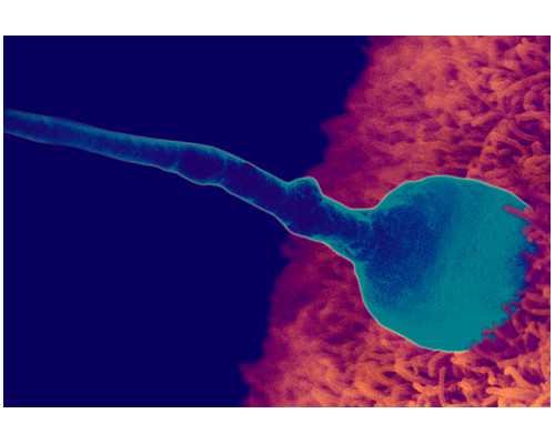 北京试管代怀政策,【解说一下】北京试管中介