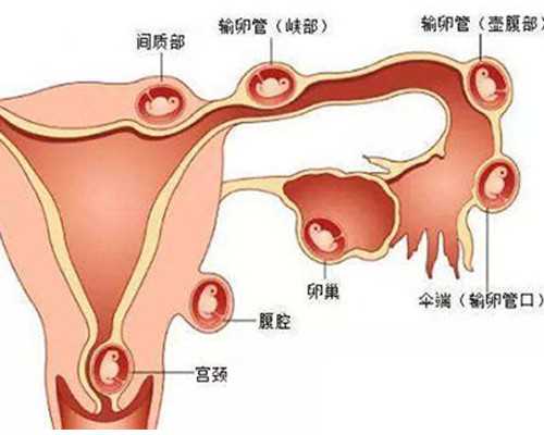 试管过程中黄体生成的科学原理