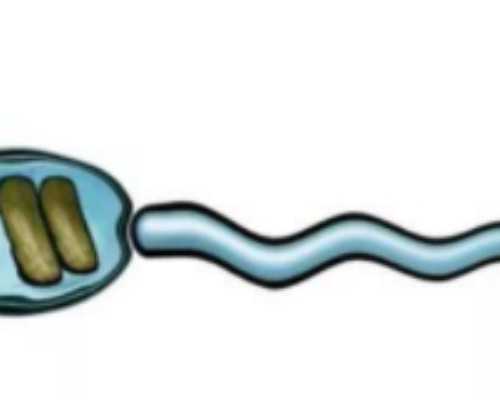 试管知识:黄体功能与胚胎着床时间的密切关系