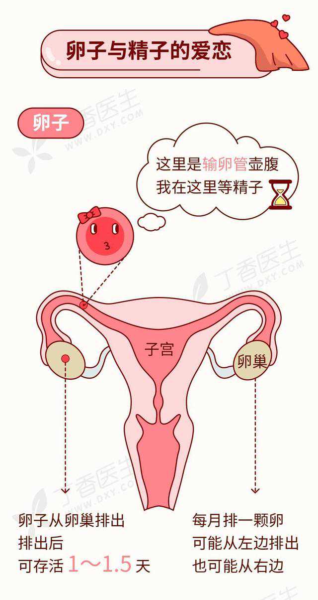 北京试管能挑性别吗_北京可以做供卵的医院_长期备孕却怀不上，教你5个小妙招